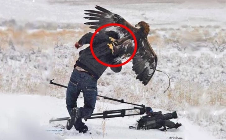 Πέντε τρομακτικές επιθέσεις αετών που θα σας «κόψουν» την ανάσα – Βίντεο